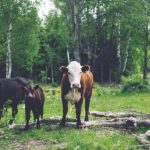 有小说的p站是哪个:探索那些提供小说内容的热门平台 0t8q8apl57