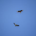 气球导航:冉冉学姐带你探索未知的奇妙旅程 1fbk3