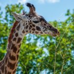 朝阳群众51网站:探索社区力量,共建和谐社会新平台 5kr2h