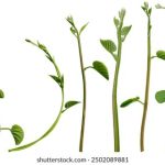 深入解析青青草舞视频的艺术魅力与表现技巧 6vn9p