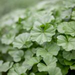 月亮影视大全:在线观看热门电视剧的官方网站 8p5ml953lr