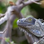 本子从哪里看:寻找优质资源与观看平台的全攻略 9wztd48