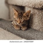 水冰月:探索她的漫画世界与成长历程 awozqd