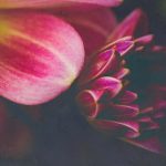 樱花动漫在线观看动漫第8集:精彩剧情回顾与角色分析分享 gc8gon7d62