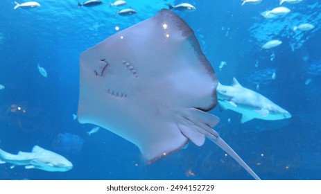 朱可儿 土豪：揭秘她背后的奢华生活与财富传奇