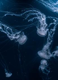 死亡笔记在线观看樱花动漫：揭开悬疑与智斗的黑暗世界