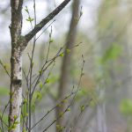 楪可怜最新车牌:揭秘她的独特魅力与个性风格 phj88zk