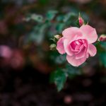 畅享精彩:如何在Videohub上在线观看热门综艺节目 7takfcv