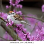 畅享精彩视频,芒果TV官方入口全解析 xit434ijen