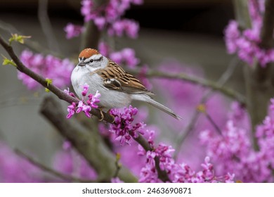 畅享精彩视频，芒果TV官方入口全解析